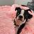 Boston Terrier Puppy for Adoption. 1 thumbnail