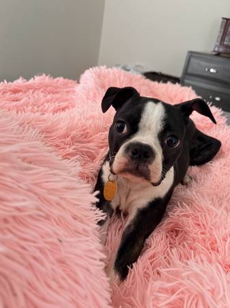 Boston Terrier Puppy for Adoption. 1