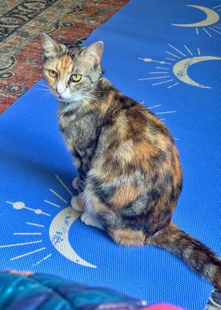 Please help! Mina is missing *REWARD* (Richmond Beach, Shoreline)64032524689282124