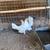 Bantam pair 2 thumbnail
