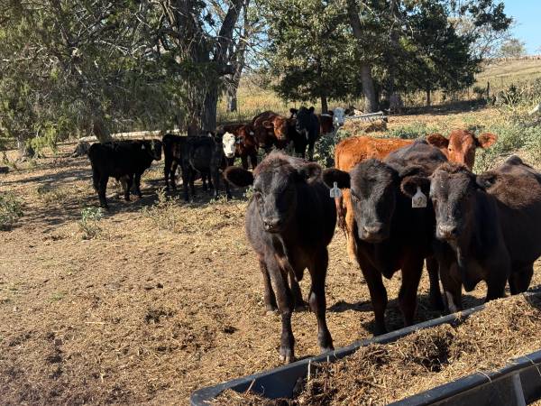 6 Replacement Heifers 1