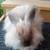 French Angora Bunny Rabbit Chocolate Tort 5 thumbnail