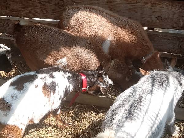 FREE GOATS 4 DOES 2 WETHERS 1