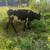 A2A2 Jersey/Normande Bull 10 thumbnail
