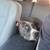1 year old pit mix looking for a good home 4 thumbnail