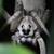 White Wolf Spider (Hogna Lenta sp White) 1 thumbnail