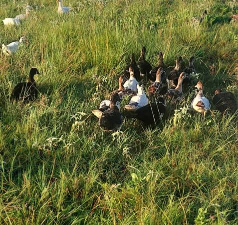 6-6.5 month old Muscovy ducks 1
