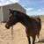 Horse Boarding 11 thumbnail