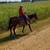 4yr old bay mare! 1 thumbnail