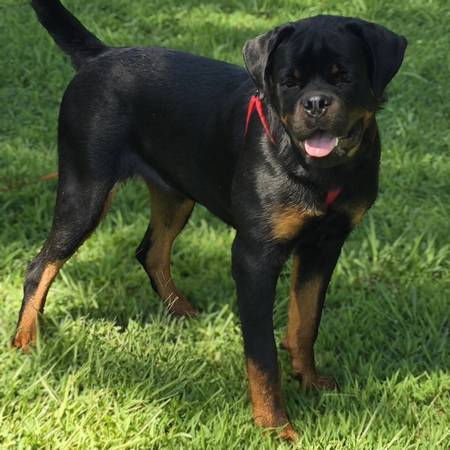 Rottweiler (macho AKC)63661423824259121