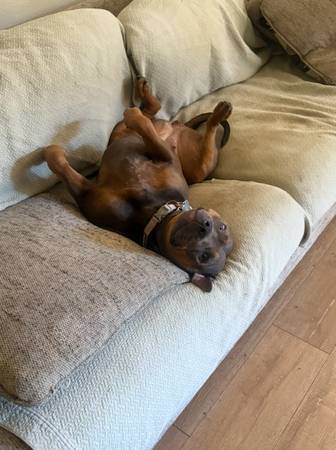 Rehoming dog (Kingston)64032357807235122