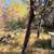10 Wooded Acres Near Wisconsin Dells 9 thumbnail