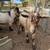 Pygmy goats 2 thumbnail