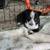 Mini Heeler/Mini Aussie Pups (Tx Heelers) 5 thumbnail