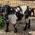 Boer goat does 1 thumbnail