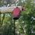 Feterl Auger 3 thumbnail
