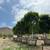 Ficus Nitida - Indian Laurel Fig :: big green privacy hedge 4 thumbnail