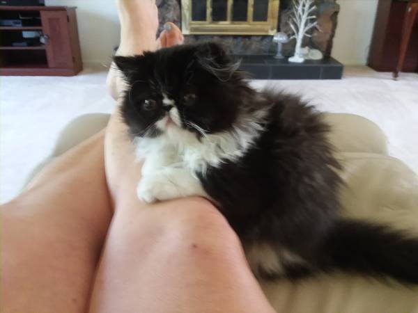$500 Reward for lost Cat, Back and white Persian (Spokane/ Fairwood park)63970213737475123