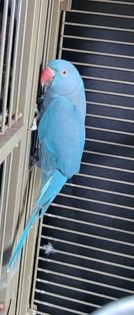 Indian Ringneck Parrot 1