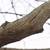 Tree Branch Trimmings & Tree Removals 5 thumbnail