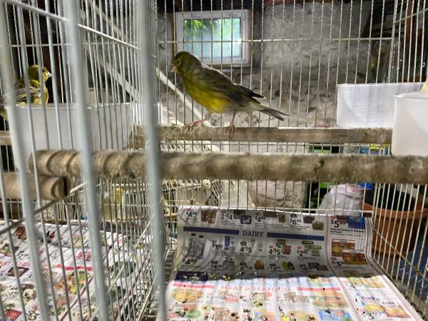Canaries for rehoming (Medford)63863495960193120