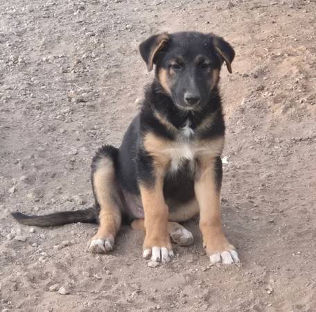 Australian-German Shepherd mix puppy. 1