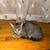 Siamese mix kittens white 3 thumbnail