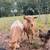 Pair Nigerian Dwarf Goats (Doe,Wether) Blue Eyed Moon-spotted 4 thumbnail