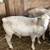 White Dorper Ram Lambs 7 thumbnail