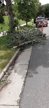 ASAP Tree & Branch Removal 1