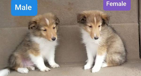 9 week old sheltie 1