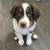 Australian shepherd puppy 5 thumbnail