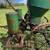 Oliver 2-Row Corn Planter 7 thumbnail