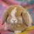 💗💕💝 Holland Lop Bunnies 💝💕💗 23 thumbnail