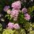 Fig Trees, Windmill Palm, Fruit trees, flower bushes and more plants 4 thumbnail