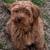 Maltipoo 2 thumbnail