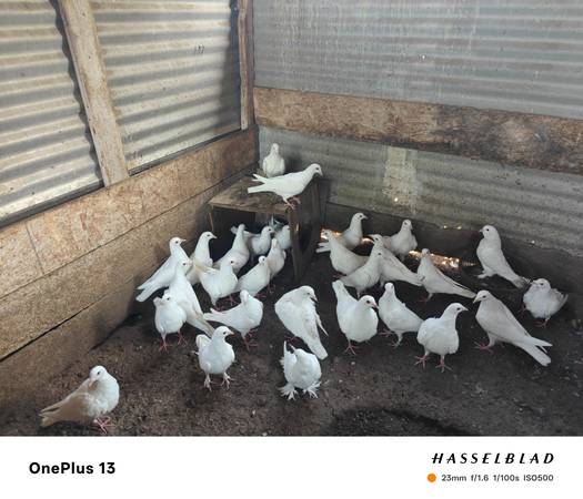 White pigeons great for weddings 1