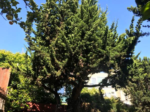 JP TREE SERVICE 🌳🌲 1