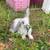 Rabbit 2 thumbnail