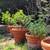 SOLD - VTG Italian Terracotta Large Planter KUMQUAT Tree 20” T x 23” W 4 thumbnail
