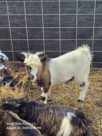 Myotonic/ Nigerian Dwarf buck 1