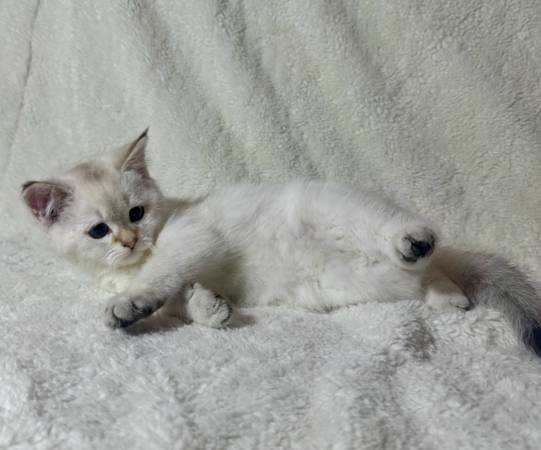 Cute Kitten (Renton)63911483584387123