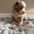 Mini Aussie 4 thumbnail
