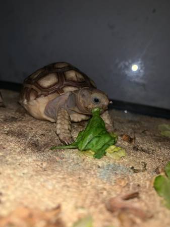 Rehoming a Pair of Sulcata Tortoises - Looking For a Good Home (Desert Hot Springs)63920646404354121