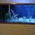 125 gallon fish aquarium with a self filtration system 2 thumbnail