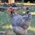 Laying hens 1 thumbnail