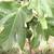 fig tree 1 thumbnail