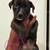 Rehoming pups 1 thumbnail