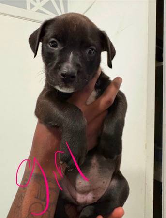 Rehoming pups 1