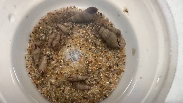 Malaysian trumpet snail starter culture (freshwater) 1